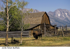 223b Teton Buffalo