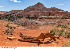 175 Palo Dura Canyon preview